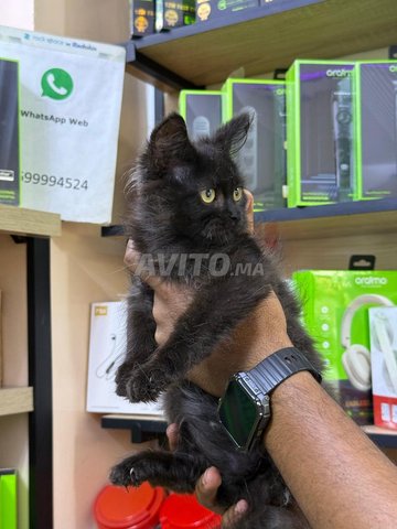 chaton Shirazi noir 