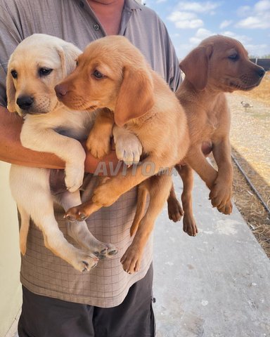 chiots labrador à vendre