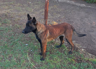 Malinois à vendre