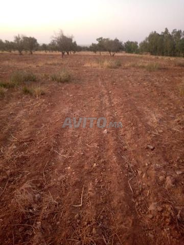 أرض فلاحية محفظة للبيع