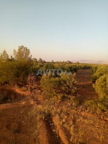 Terrain agricole titré à vendre