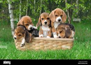 beagle chien