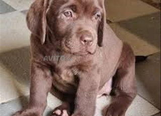 Labrador Chocolat chien
