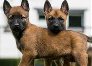 malinois chien