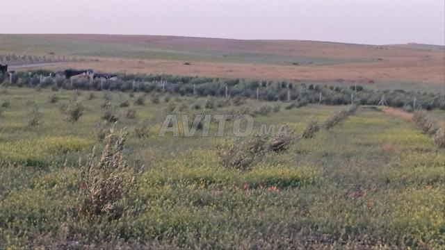 Ferme de 2 hectares 7 km de BENGUERIR