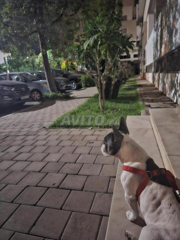 bouledogue français femelle  - 2