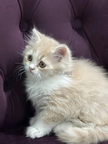 chat persan pure race 