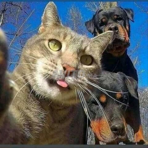 Je Garde vos Animaux avec Gd Soin