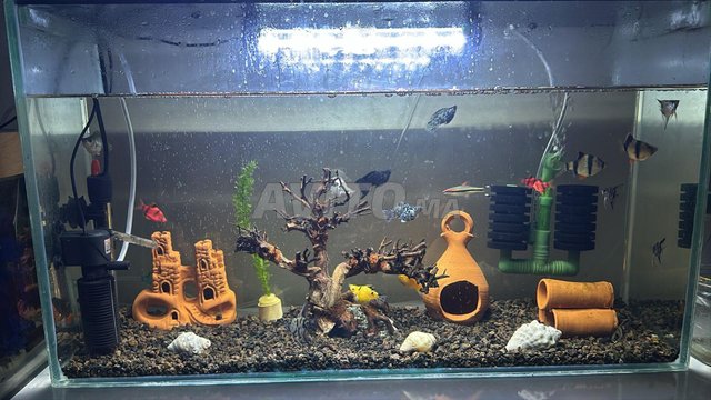 aquarium a vendre 70x48x22
