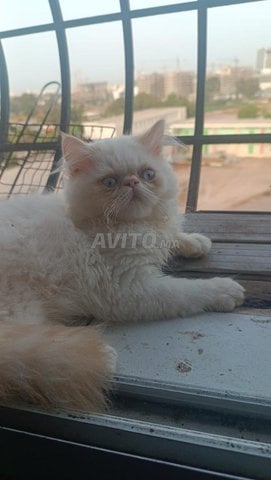 chaton persan mâle 