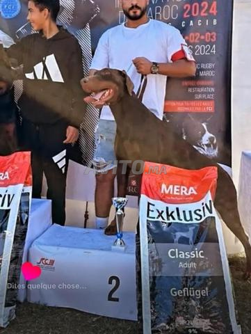 Doberman de très grande lignée à vendre