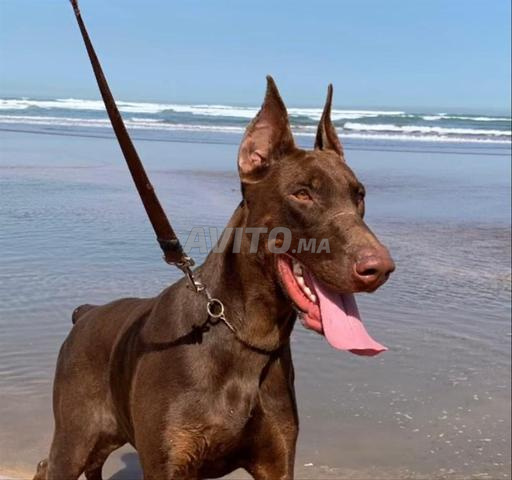 Doberman de très grande lignée à vendre - 2