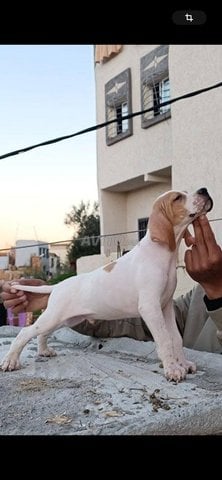 pointer anglais chiot