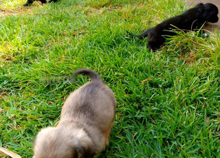 De beaux caniches a vendre.