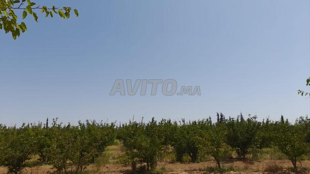 مزرعة فلاحية جميلة بمساحة 8 هكتارات بسعر جيد في تيفلت