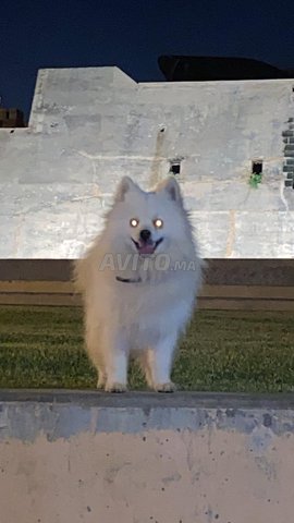Chien Spitz Japonais Pomeranien –Propre affectueux