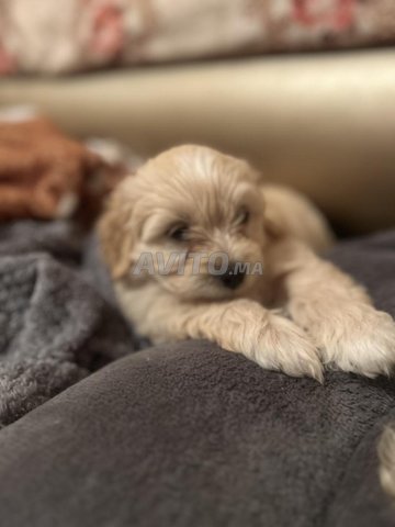 bichon maltais