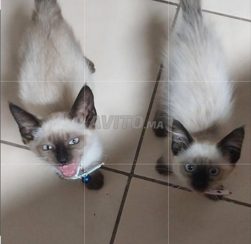 2 Chatons et accessoires 