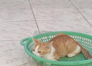 قطتين للتبني