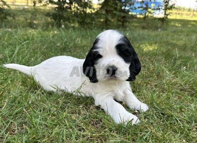 Chiot cocker anglais