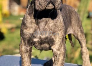 male cane corso disponible
