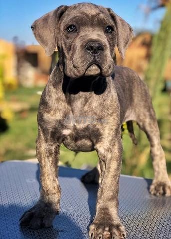 male cane corso disponible