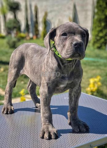 male cane corso disponible - 2