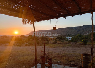 Golden Targante - Tafedna