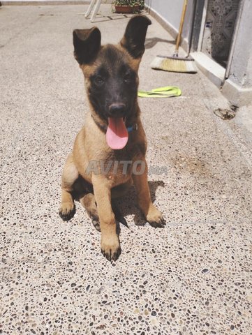 chien malinois 