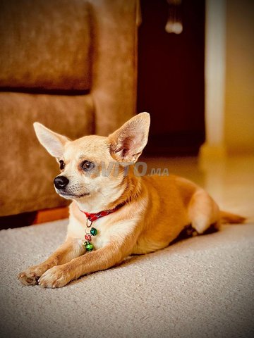 Chien Chihuahua femelle