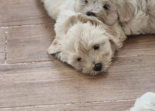 Trés beaux Chiots bichon Malt a vendre 