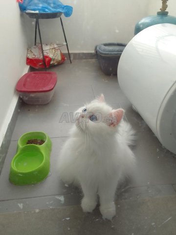 persan femelle blanche