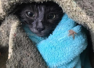 Scottish Fold chat bleu russe 