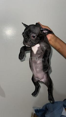 Magnifique chiot Bulldog Français disponible - 2