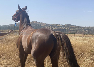 CHEVAL ARABE BARBE 4ans