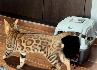 des chats Bengal 