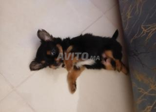 caniche 2 kilos à l'âge adulte