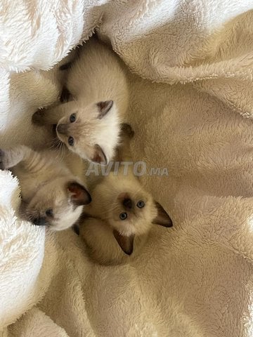 chatons siamois 
