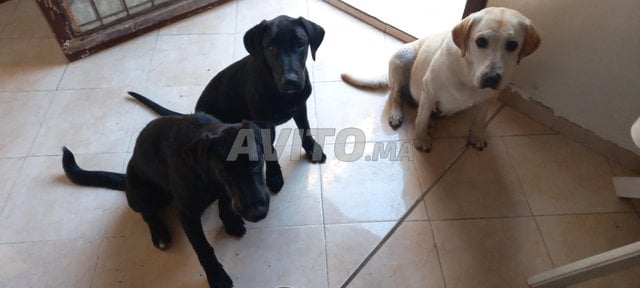 Labrador mâle