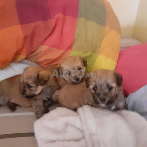 des chiot bichon havanais ptite taye pur rase 
