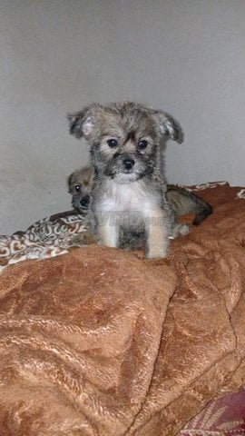 des chiot chiuahau papion   ptite taye