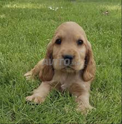 cocker anglais