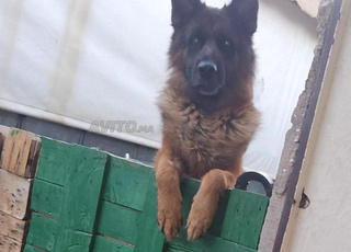 male berger allemand pedigree confirme