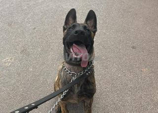 Malinois bringé/berger hollandais male couplage