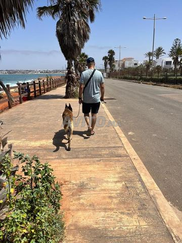 Malinois bringé/berger hollandais male couplage - 2