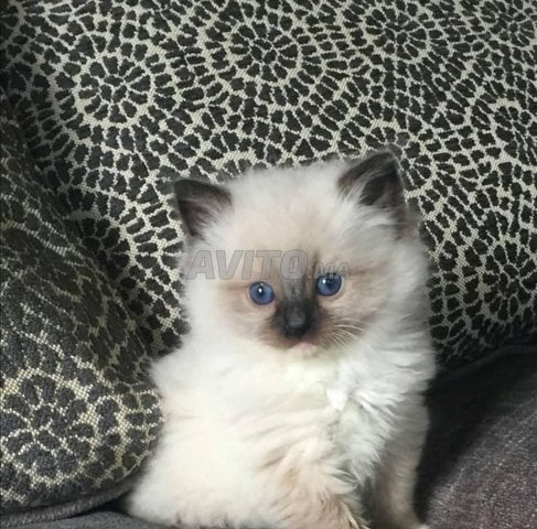 siamois himalayenne age 2 mois 