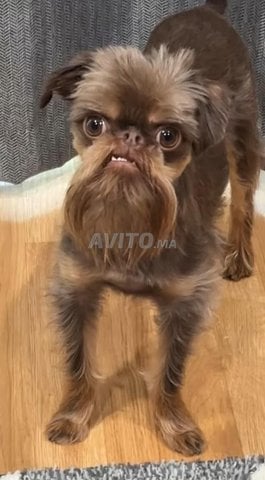 Griffon bruxellois nain