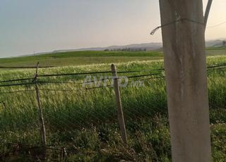 ارض للبيع محفظة مشيجة 