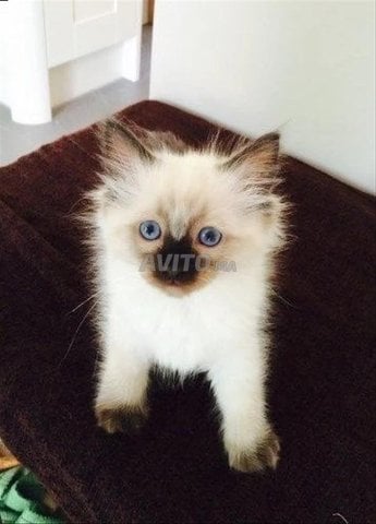bébé chat ragdoll