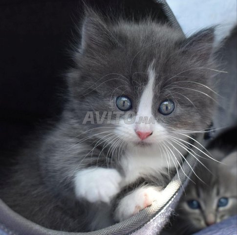bébé chat norvégien 